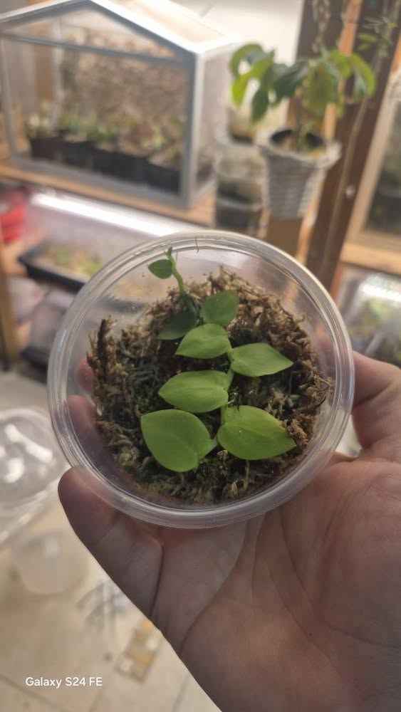 Rhaphidophora hayi